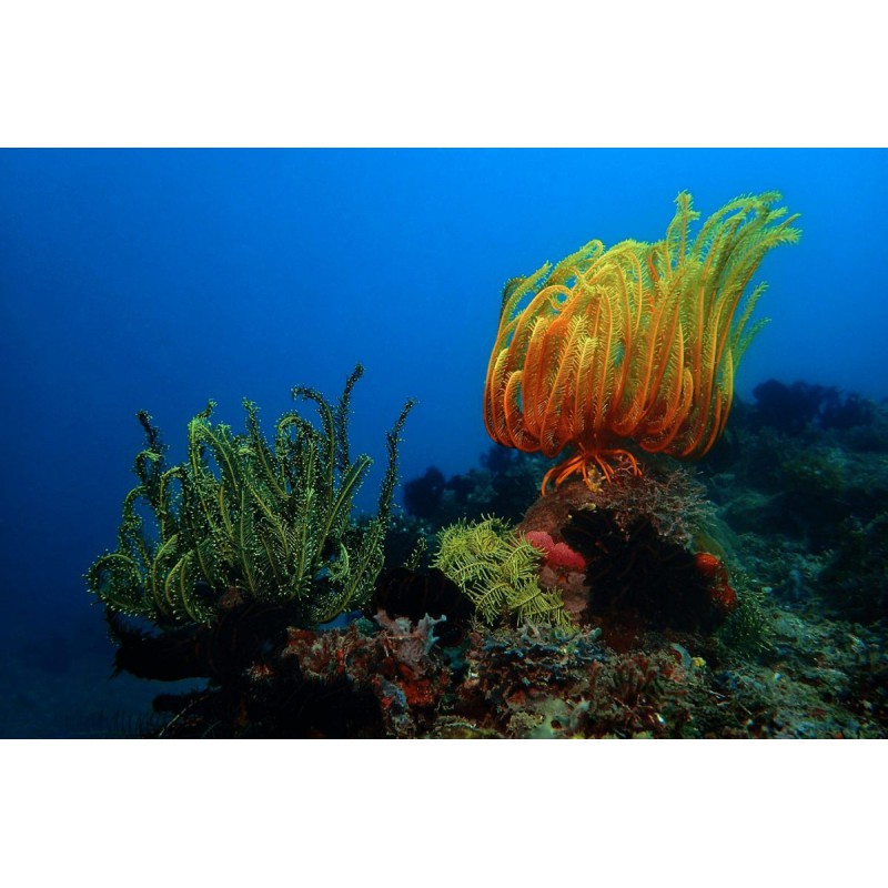 Olympus UFL-3 UNDERWATER FLASH for Underwater Case