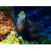 Olympus UFL-3 UNDERWATER FLASH for Underwater Case
