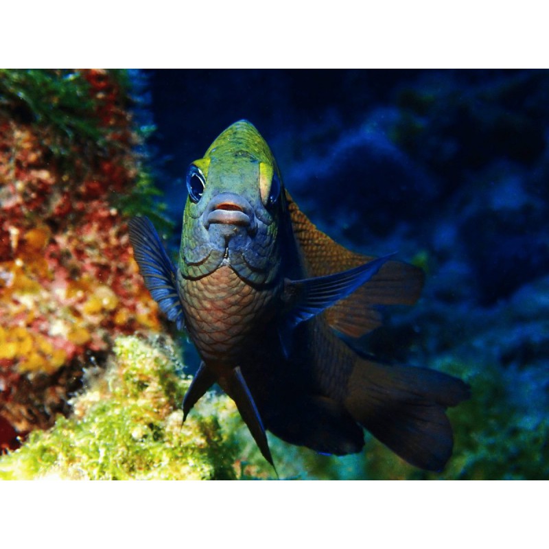 Olympus UFL-3 UNDERWATER FLASH for Underwater Case