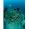 Olympus UFL-3 UNDERWATER FLASH for Underwater Case