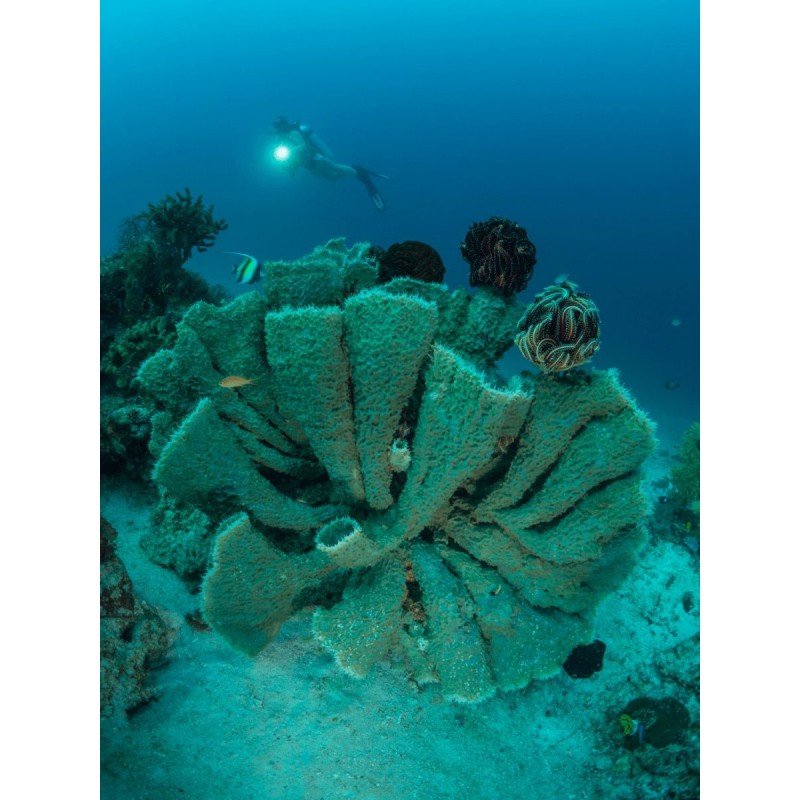 Olympus UFL-3 UNDERWATER FLASH for Underwater Case