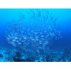 Olympus UFL-3 UNDERWATER FLASH for Underwater Case